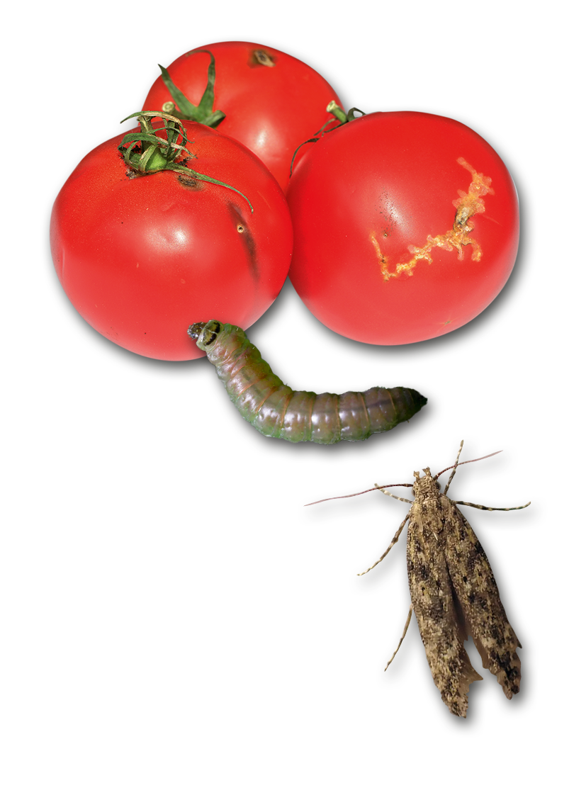 Bad_Gays_Crne plosce